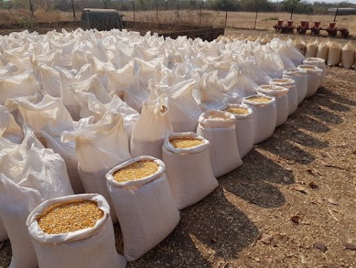 Maize corn grain cereals suppliers